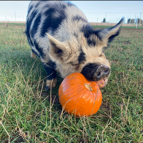 Piggy pumpkin feast