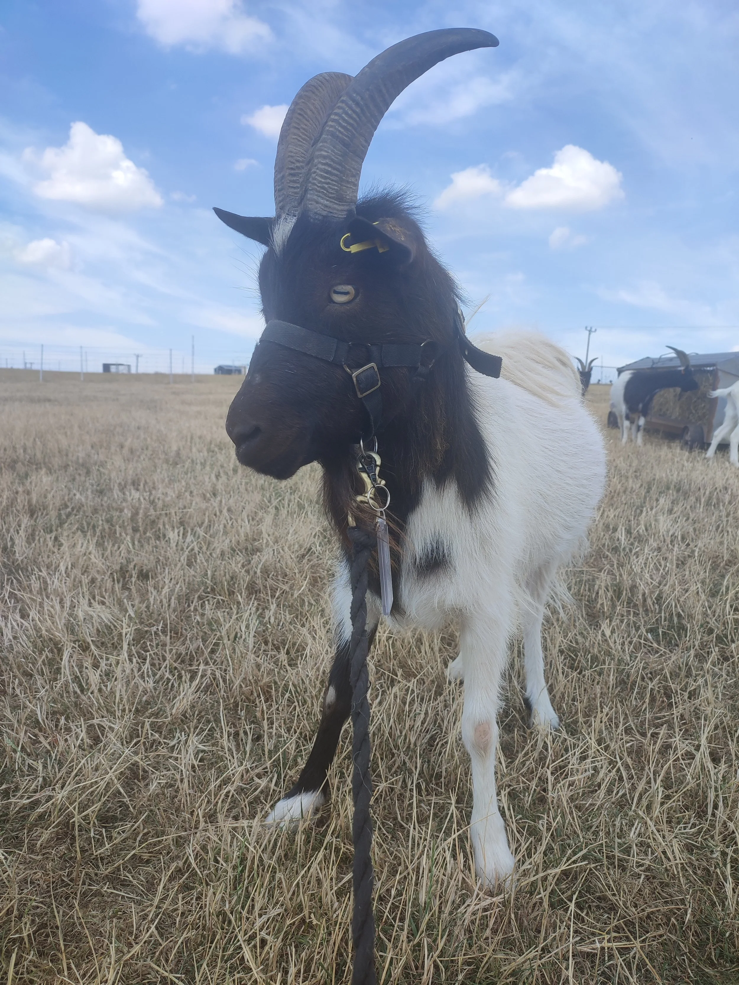 Goat Walking Experience