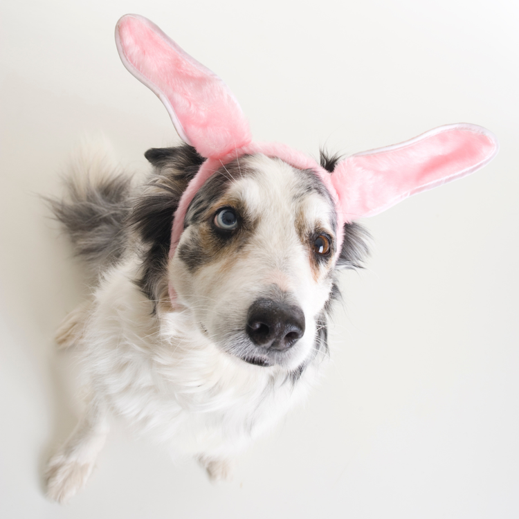 Dogs meeting and playing together at Easter event