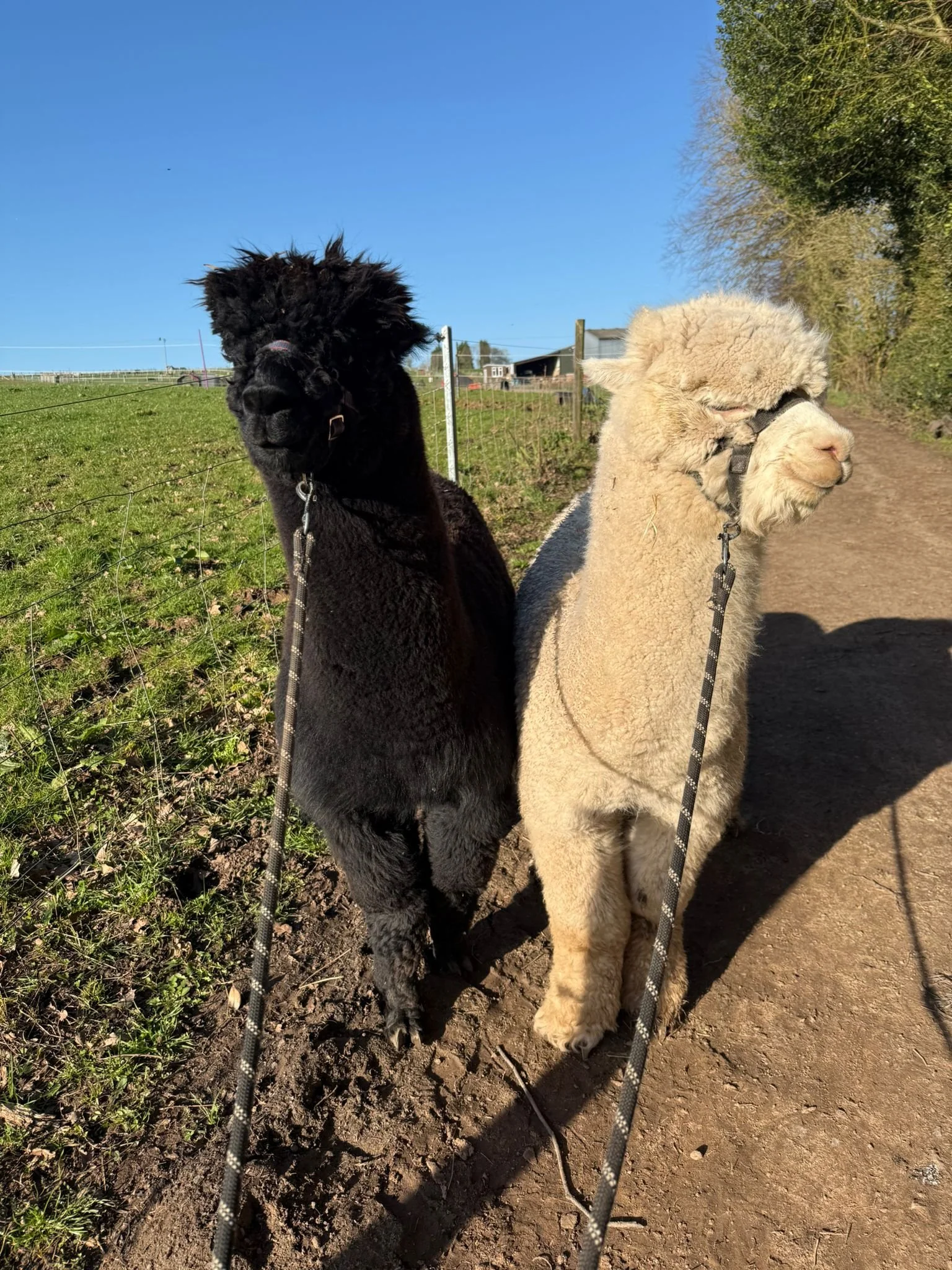 Friendly alpaca on the farm