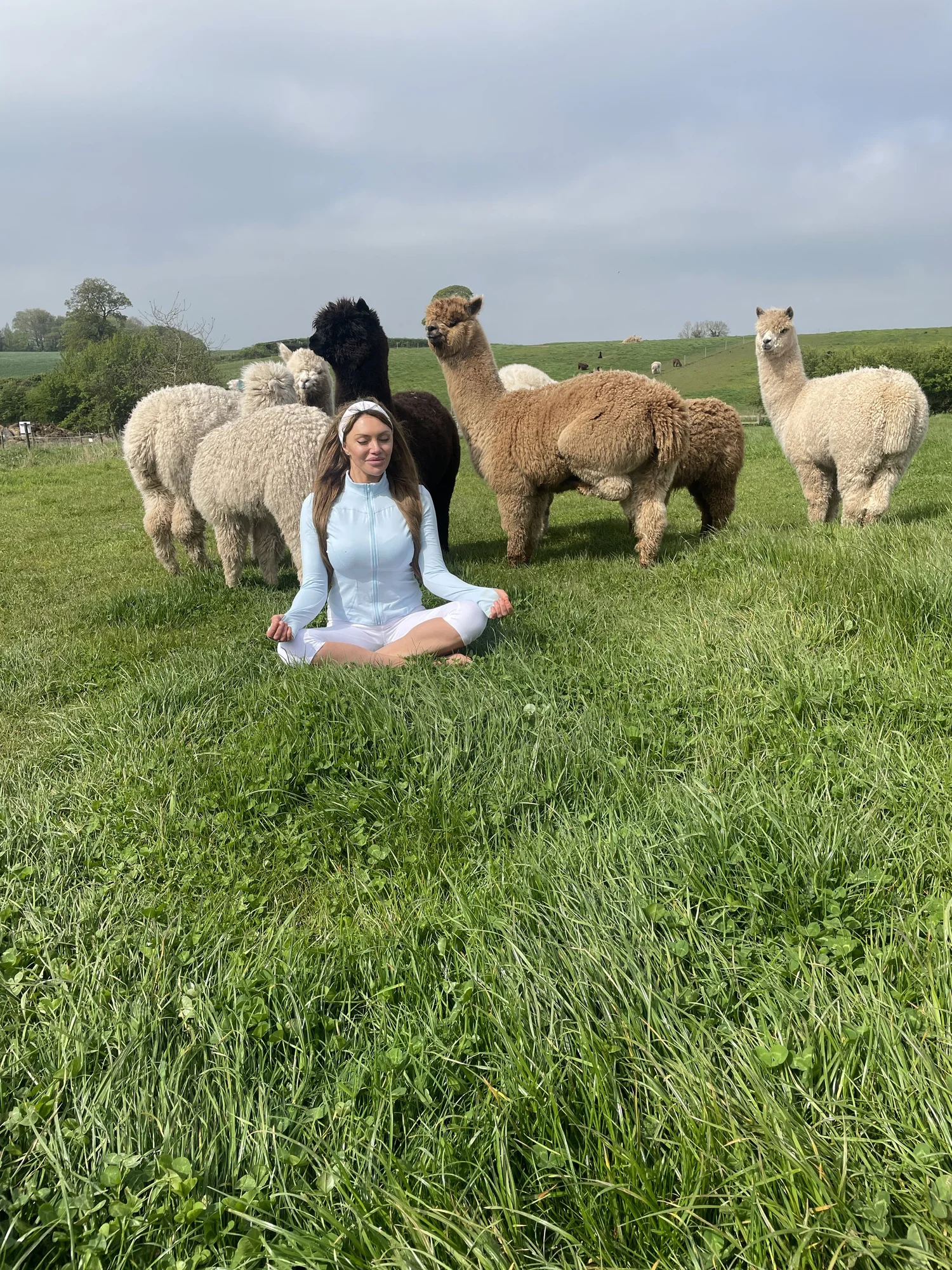 Alpaca on the farm