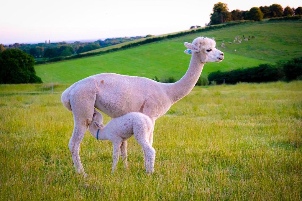 Alpaca Baby Rassel Baby Alpaca's