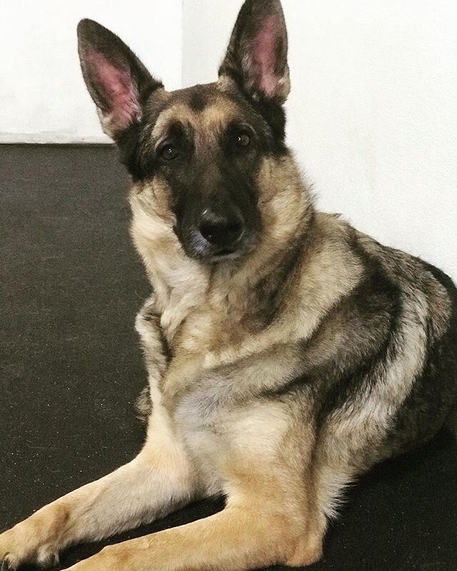 Wait, hold up ✋🏻.... tomorrow&rsquo;s the weekend!?! &bull;
&bull;
&bull;
#petworksnorth #doggiedaycare #germanshepherd #dogs