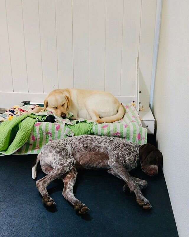 Albert letting his girlfriend Mabel have the whole bed to herself, what a gentleman ❤️