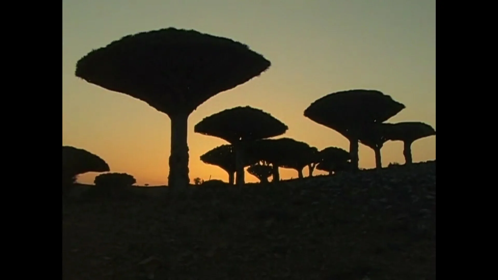 Socotra Draco tree 2.jpg