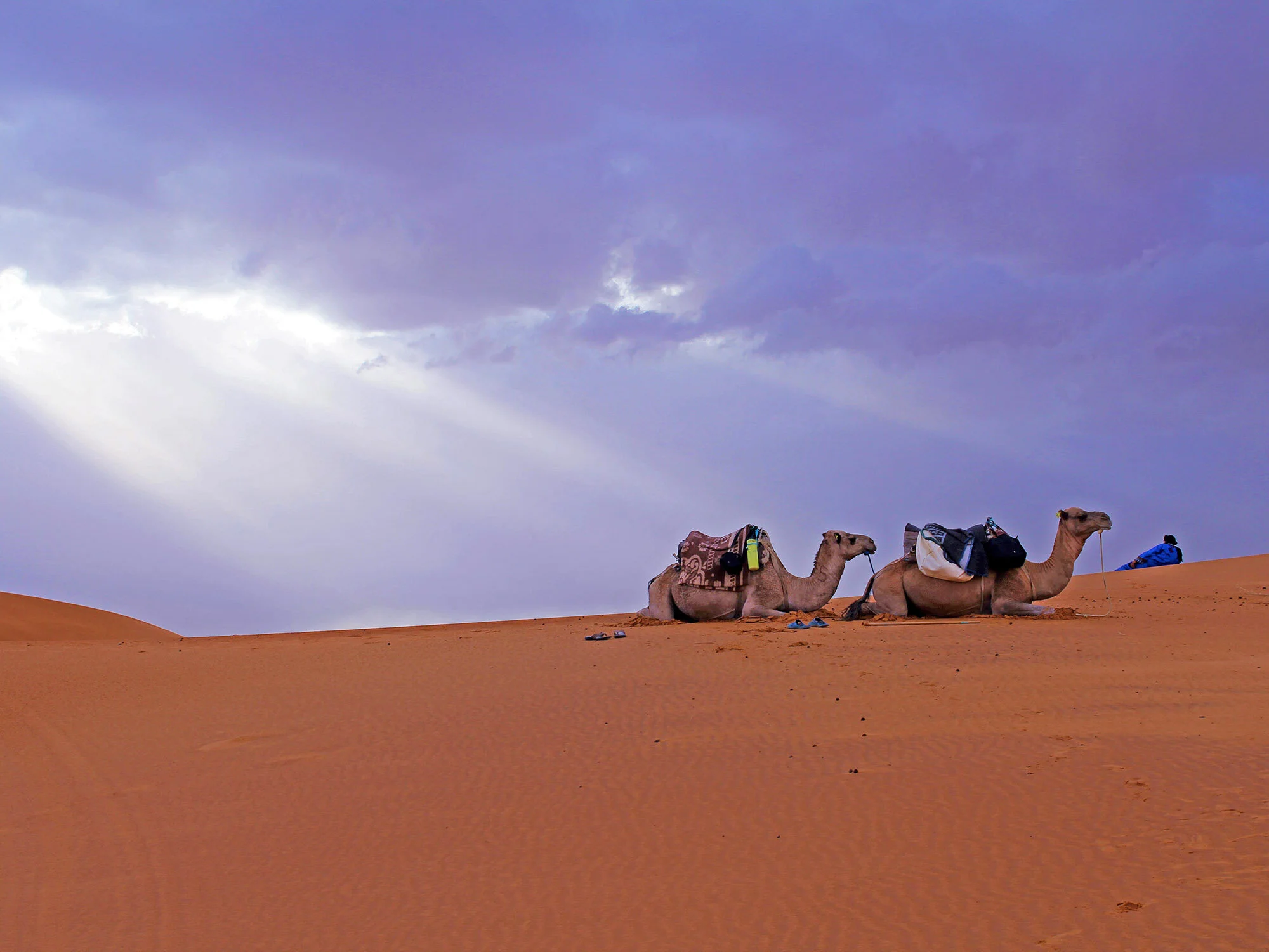 Desert Camels