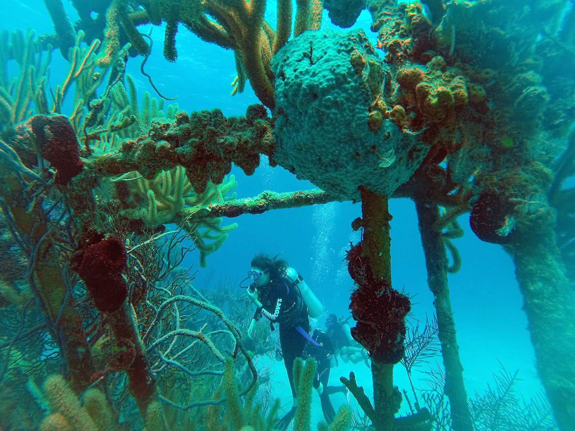 Bahamas Caribbean Scuba