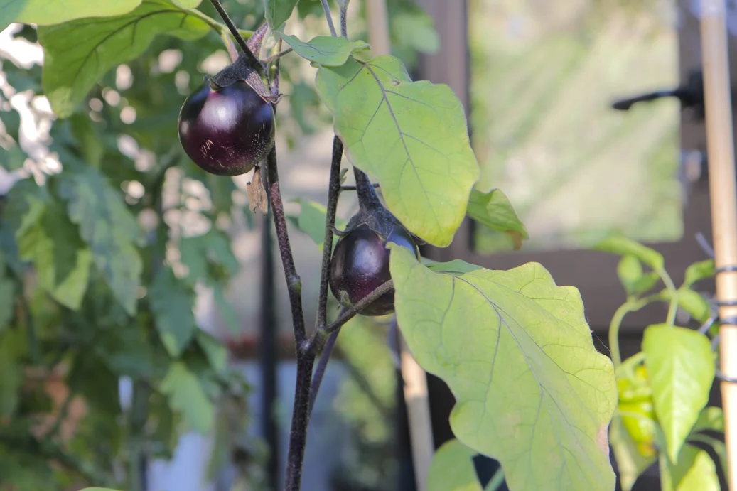 Aubergine.jpg