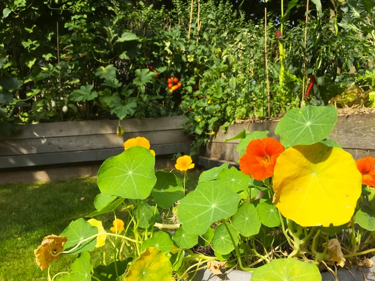 site-potager-capucine.jpg