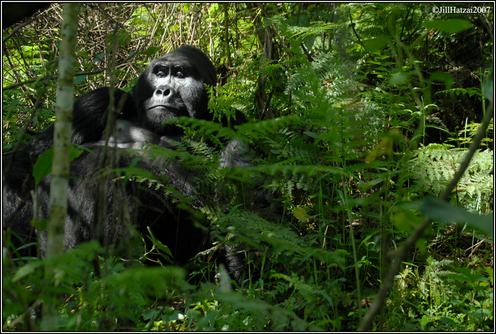 Mountain Gorilla