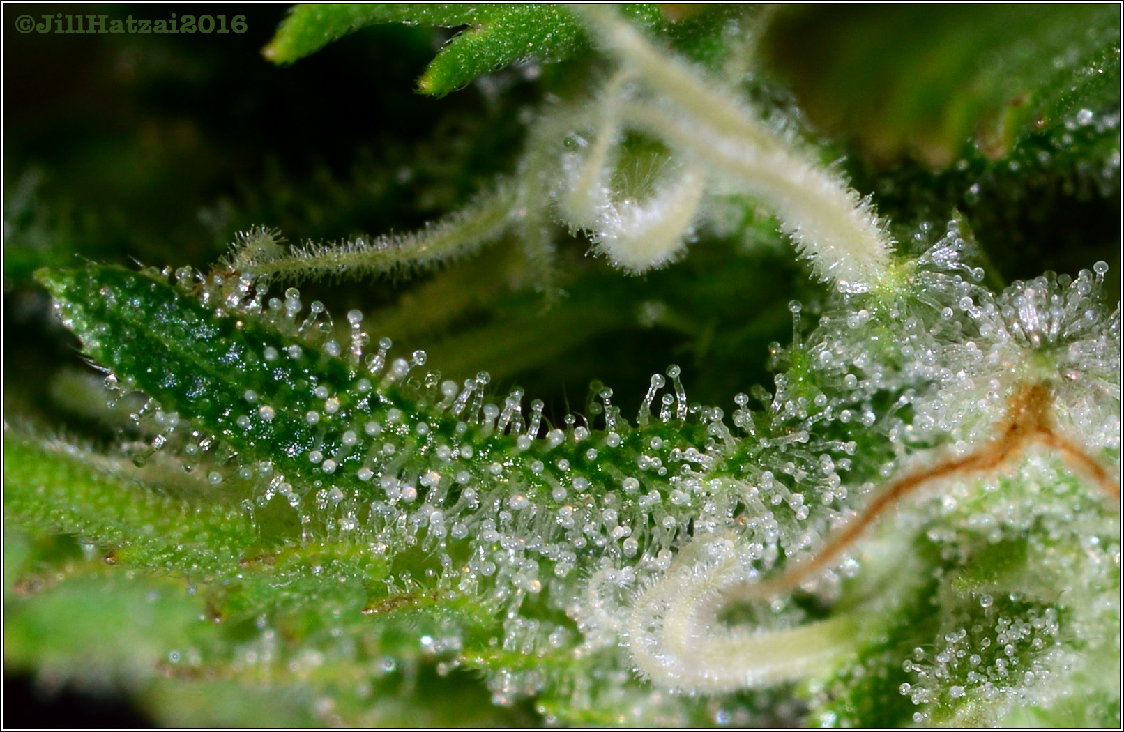 DSC_6027 trichome family.jpg