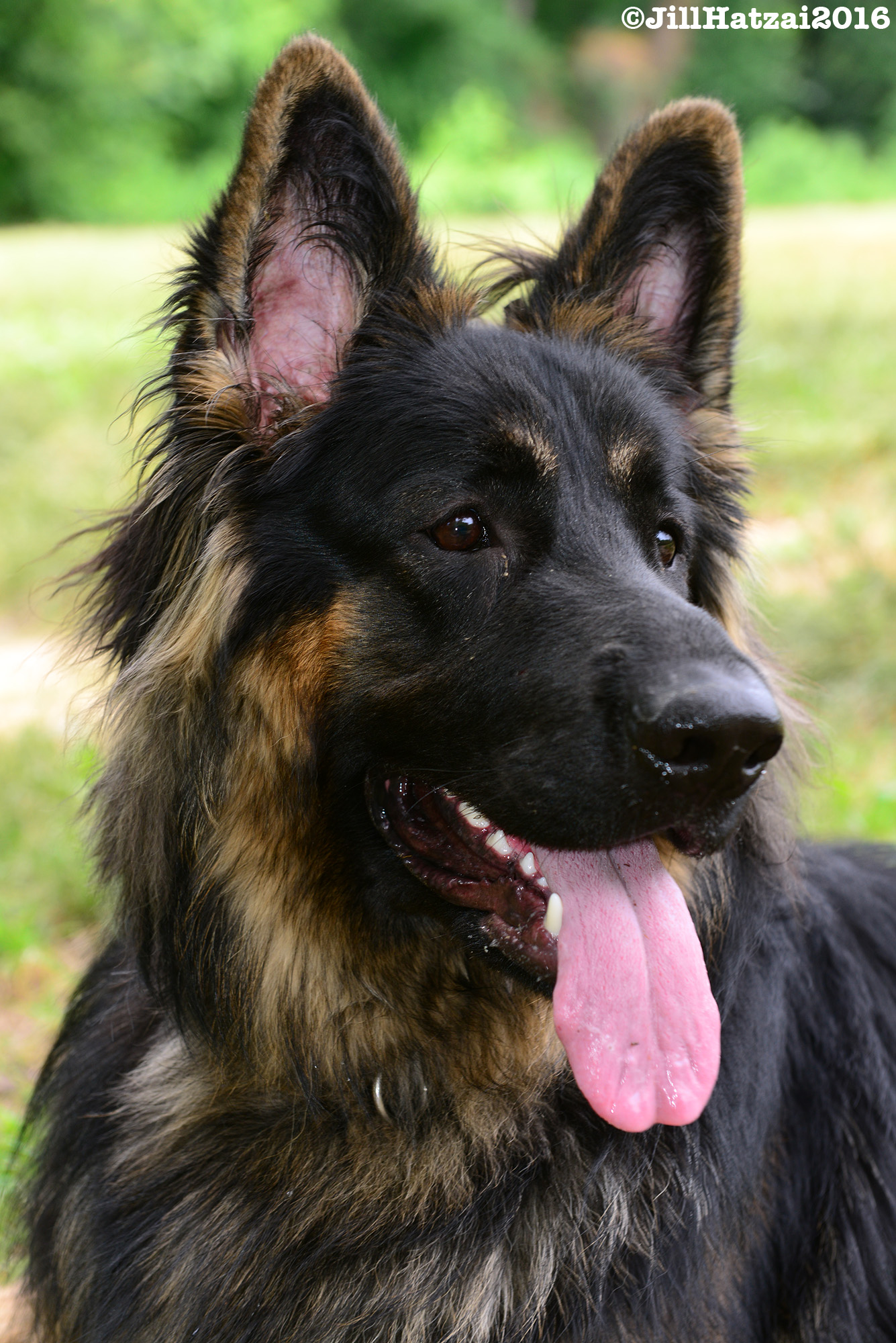 DSC_6972 Roxie.jpg
