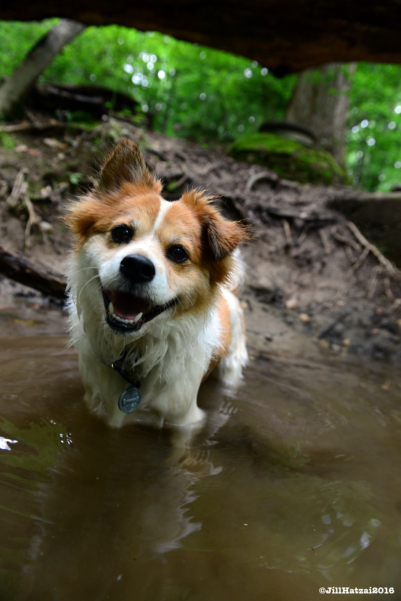 DSC_7201 small.jpg
