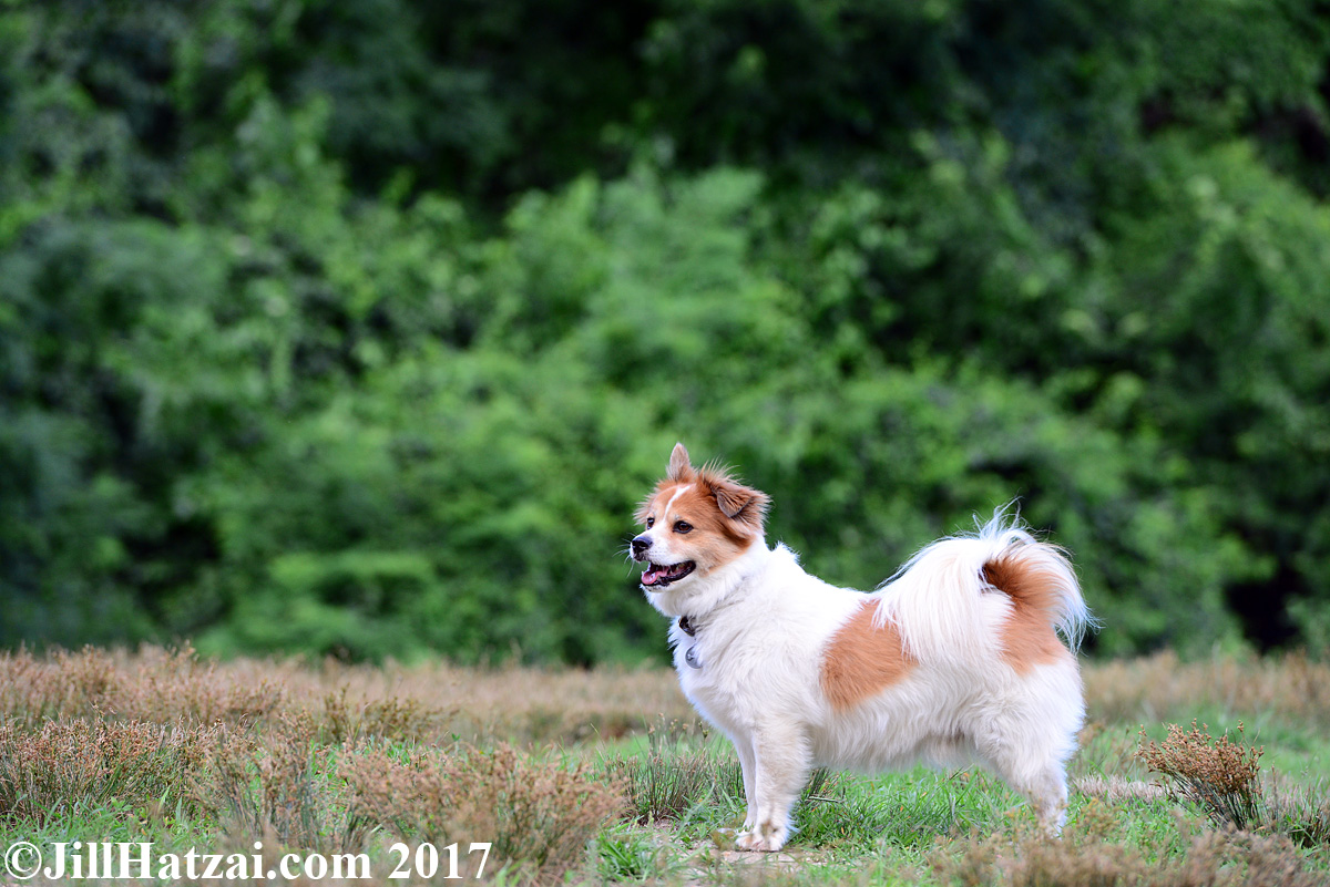 DSC_7726 small.jpg