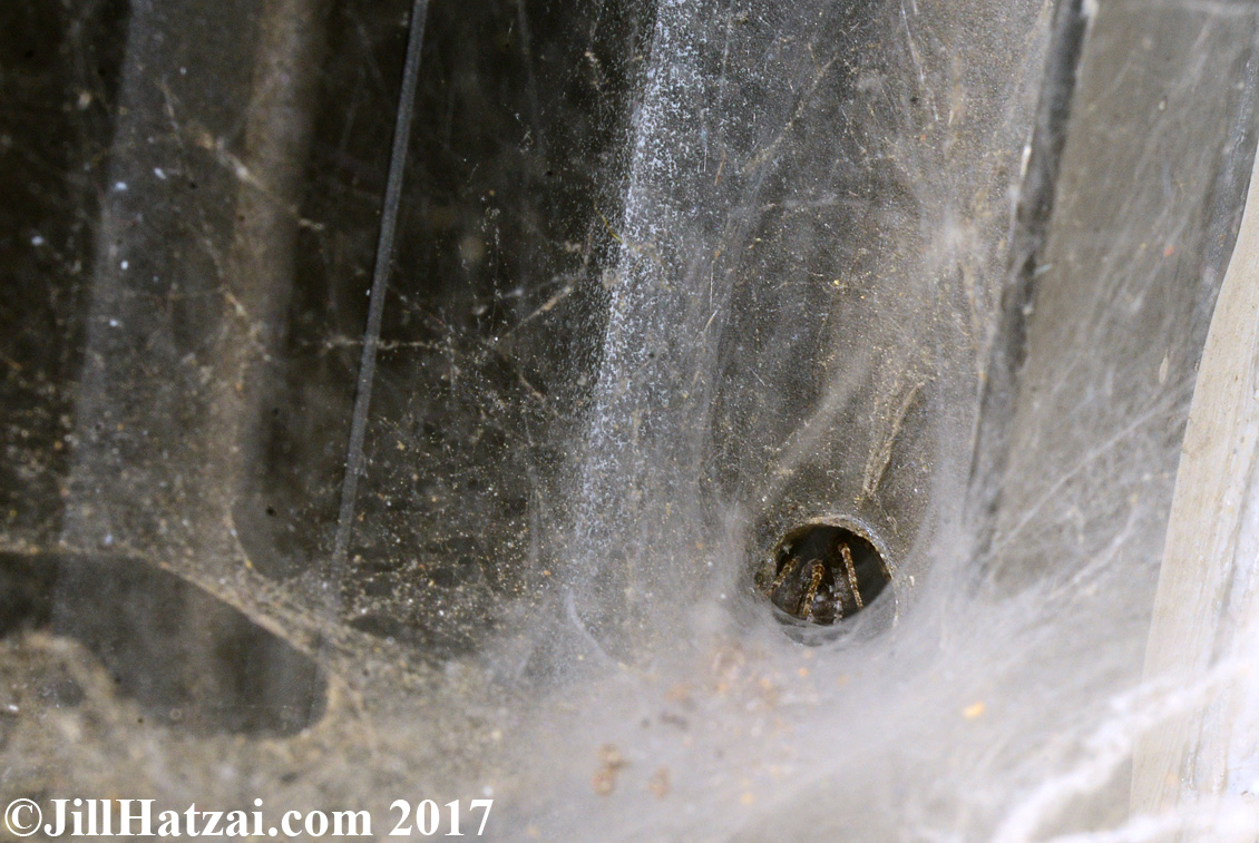 DSC_2246 small.jpg
