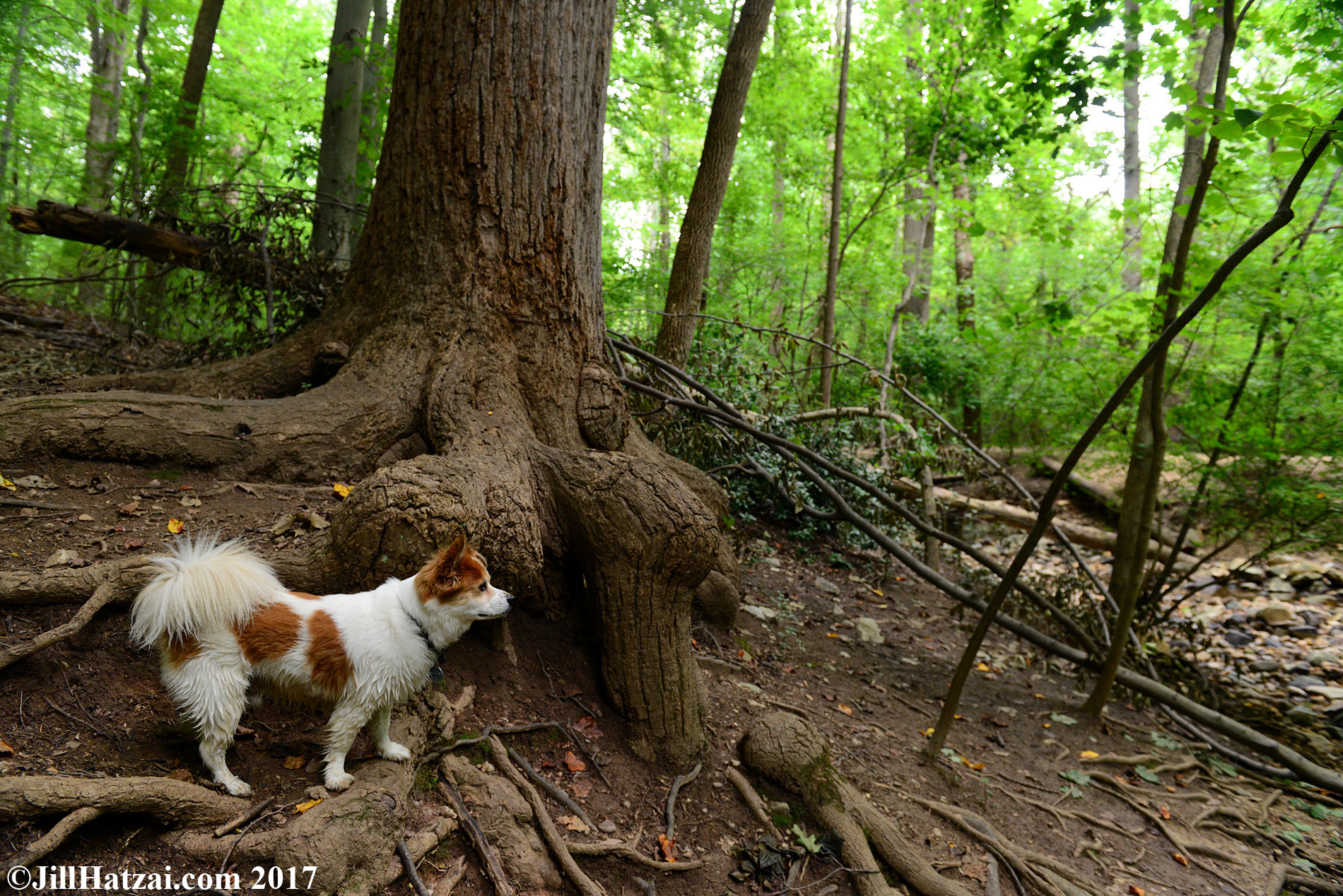 DSC_2439 small.jpg