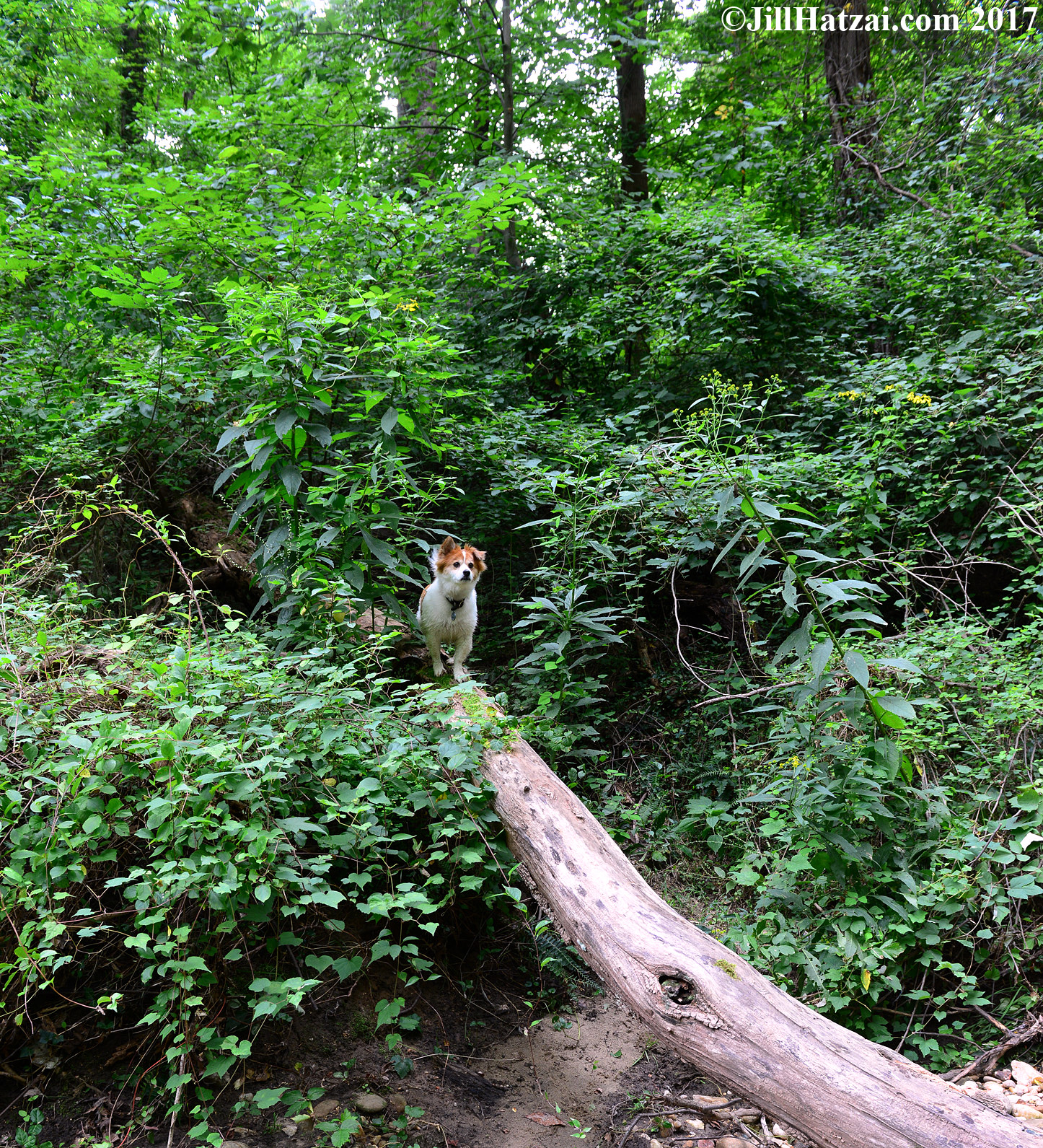 DSC_2653 small.jpg