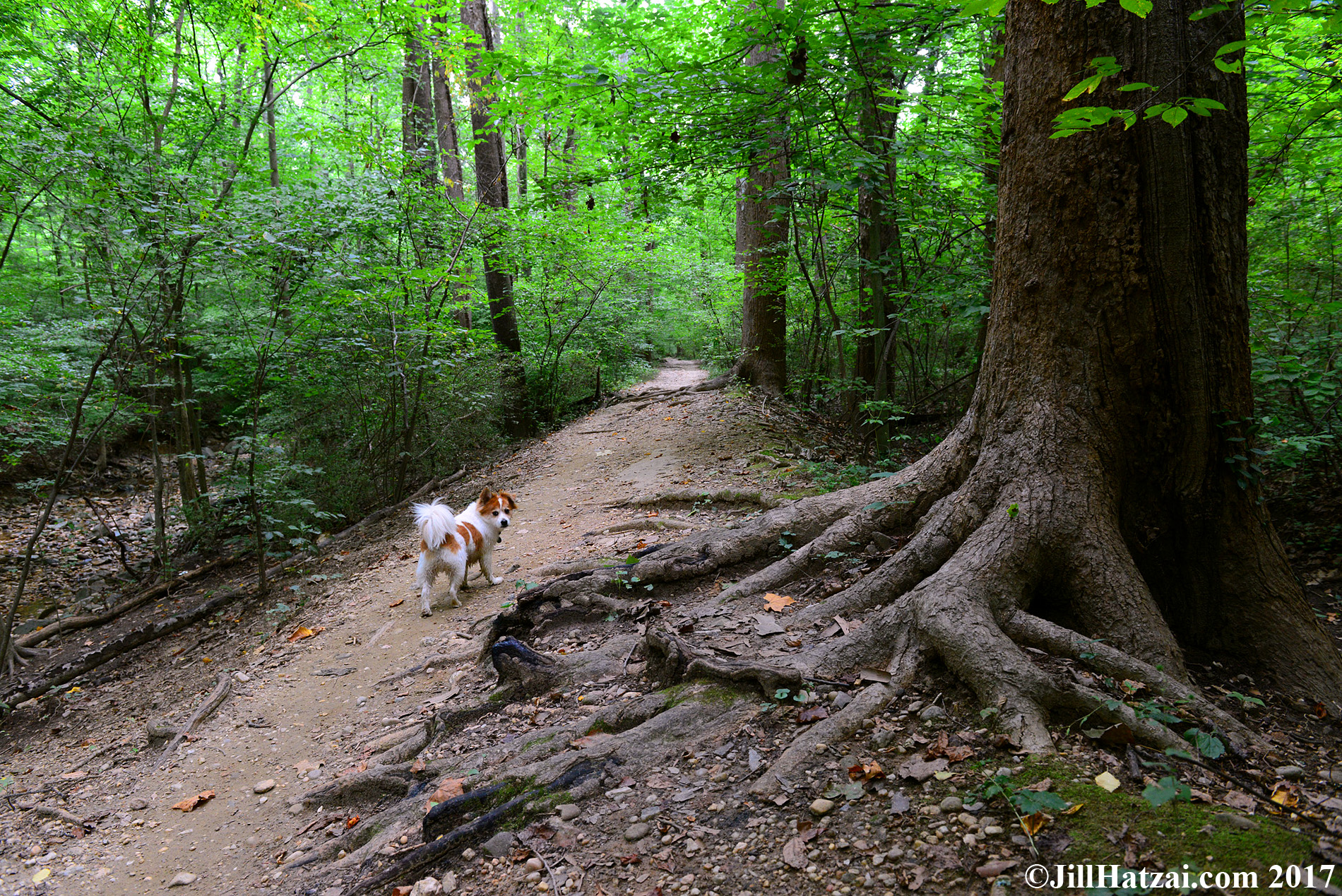 DSC_2727 small sat.jpg