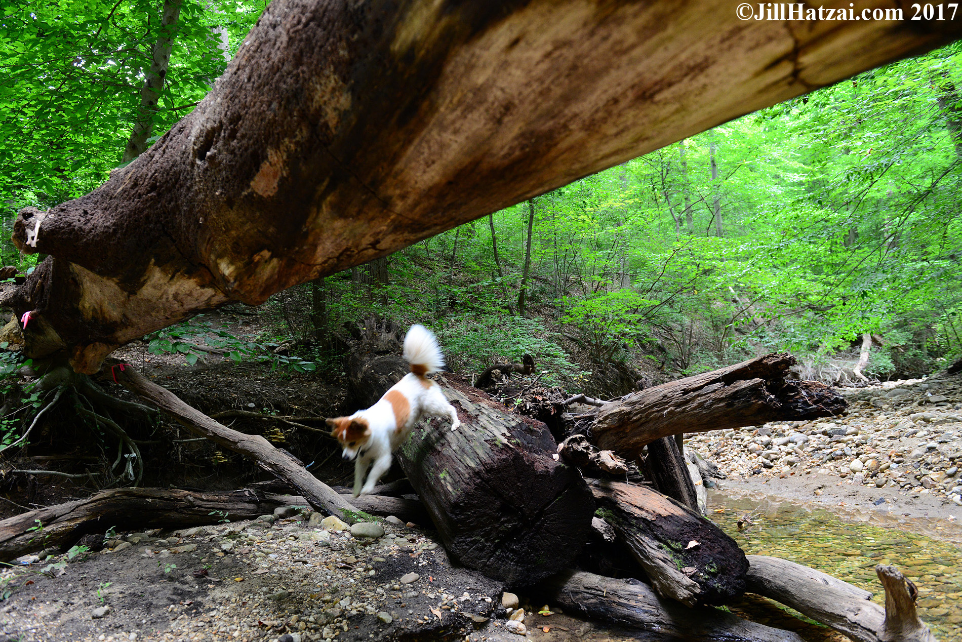 DSC_2713 small.jpg