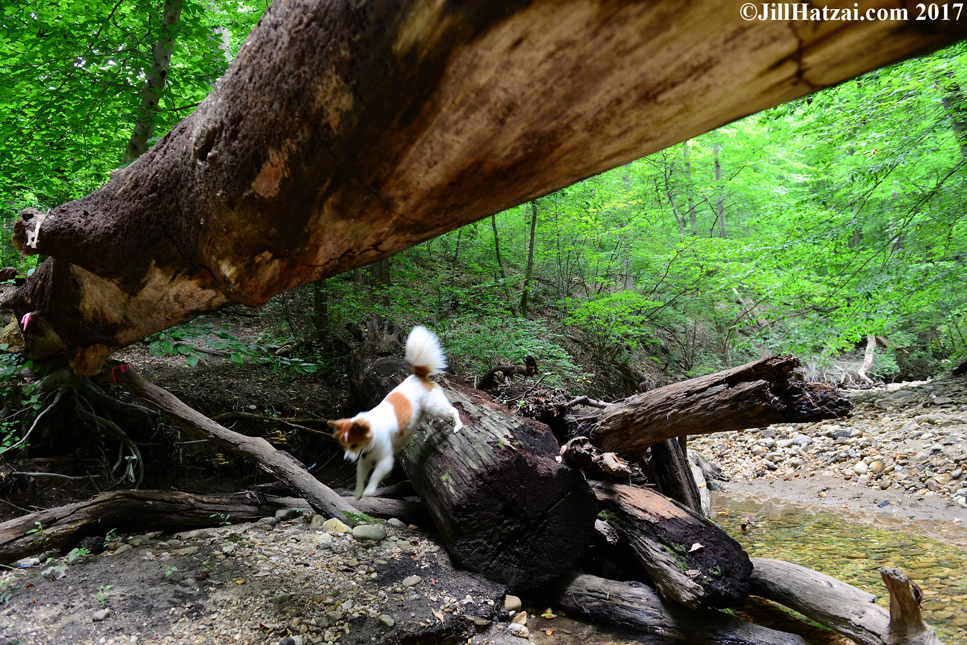 DSC_2713 small.jpg