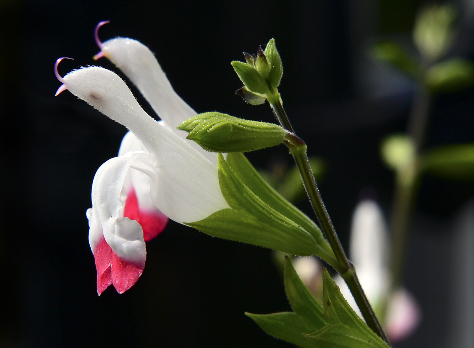 DSC_3240.jpg