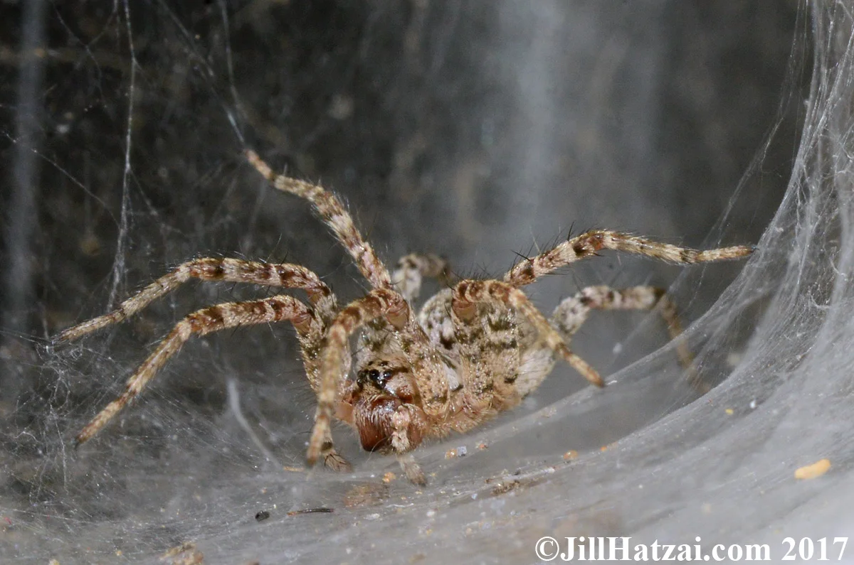 DSC_2245 small.jpg