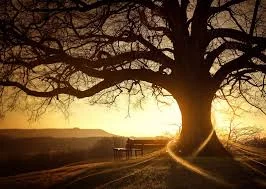 tree.jpg