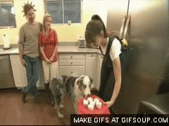Cupcake Dog