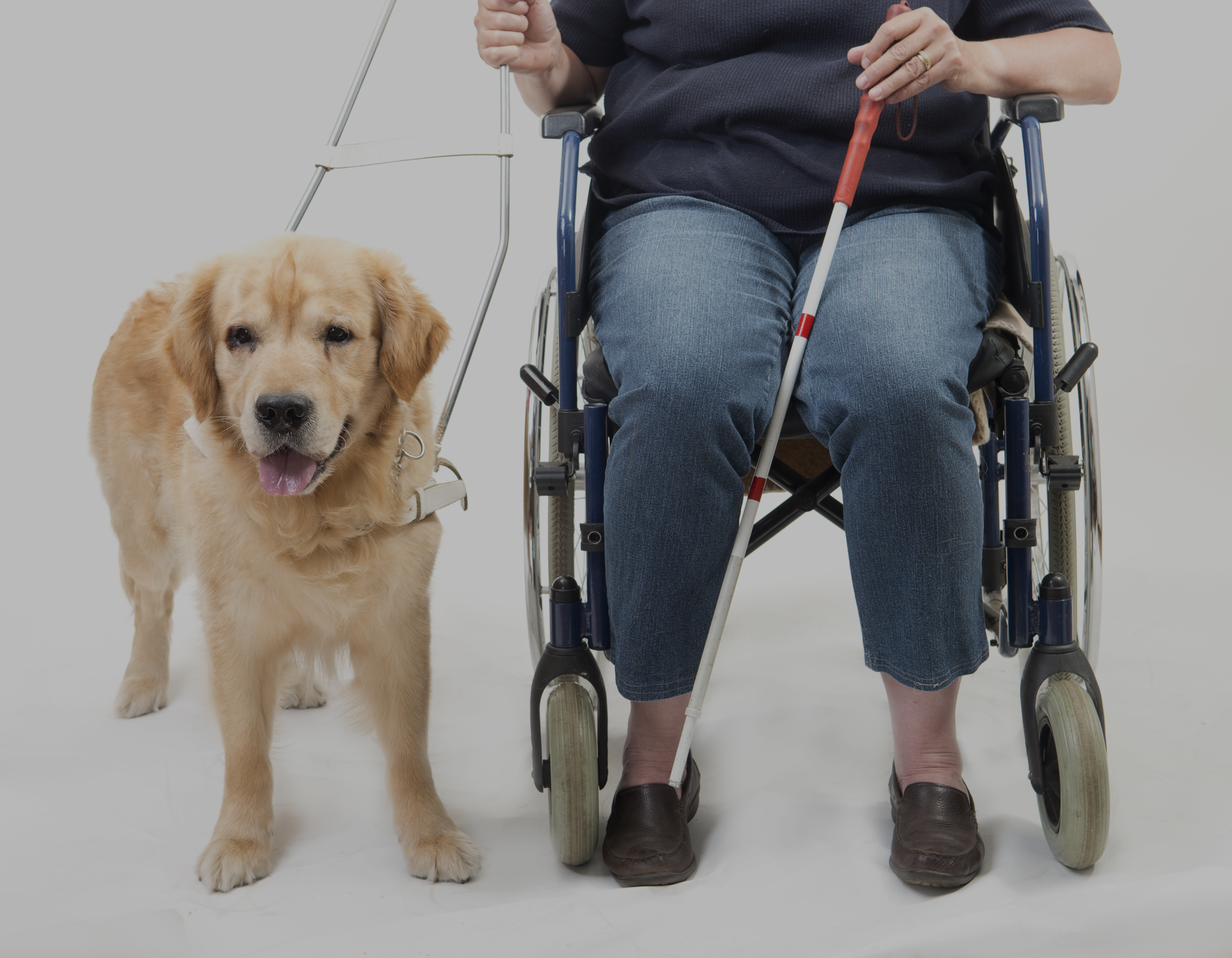 WATCH: What are Service Dogs?