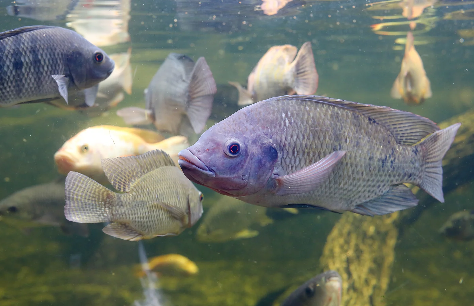The Daily Rail: Don’t Believe this Meme; Tilapia is an Actual Fish