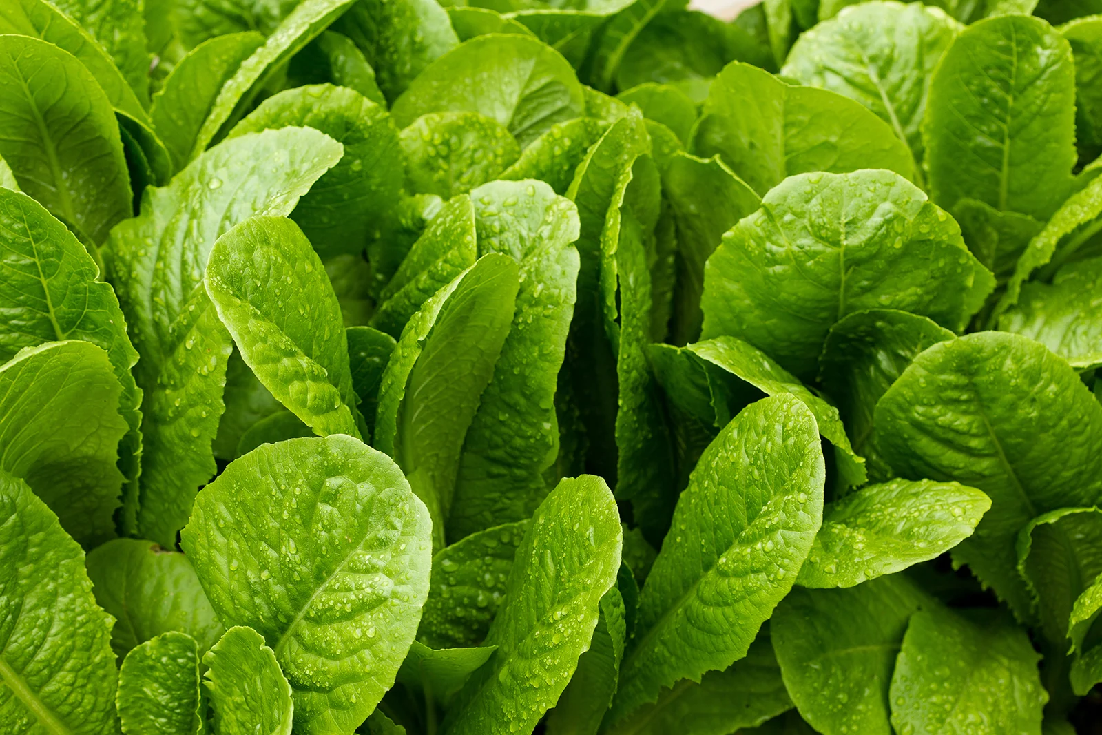 The Daily Rail Don’t Let the E.Coli Lettuce Outbreak Hit Your