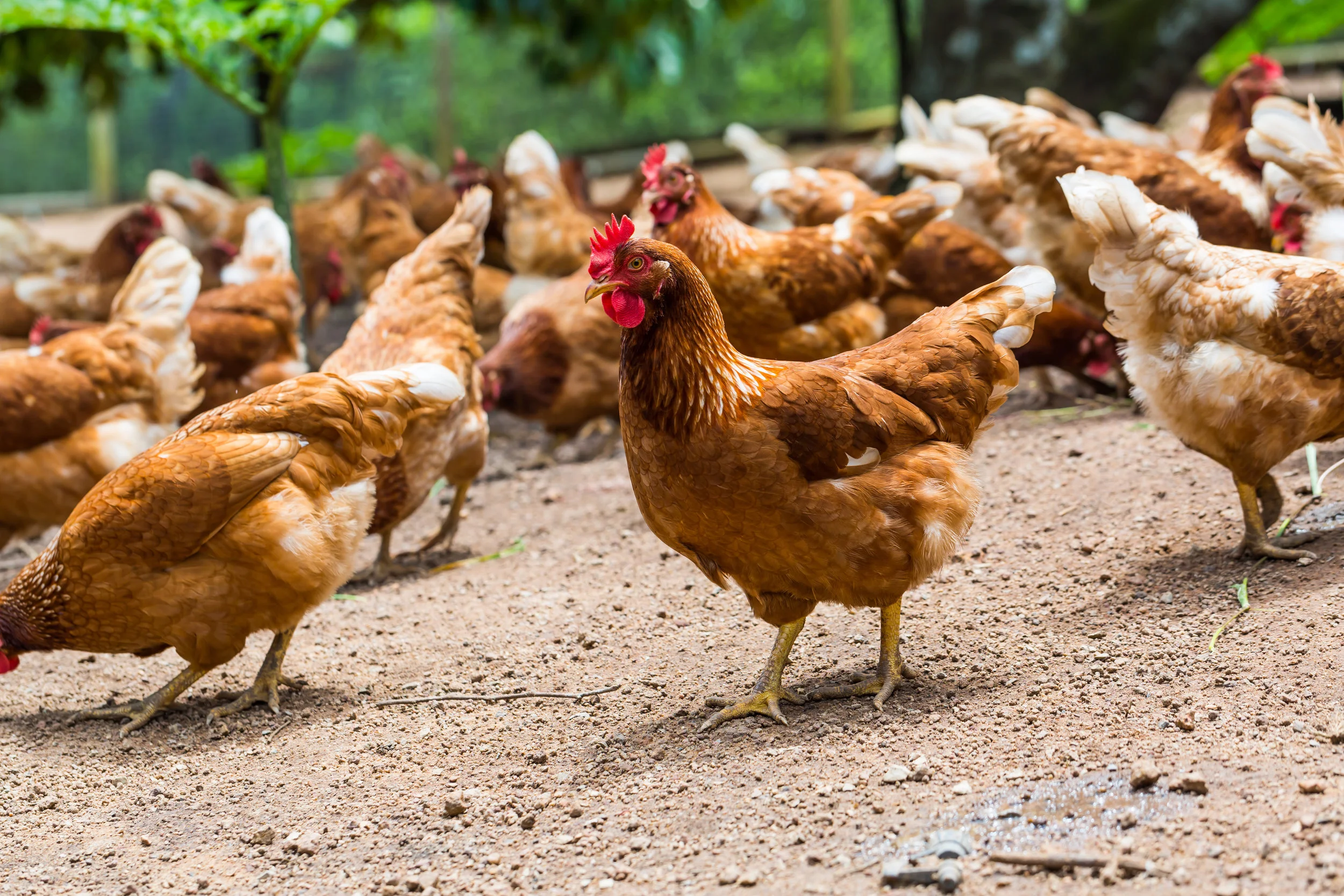 The Daily Rail: The Great Red Hen ‘Discrimination’ Debate