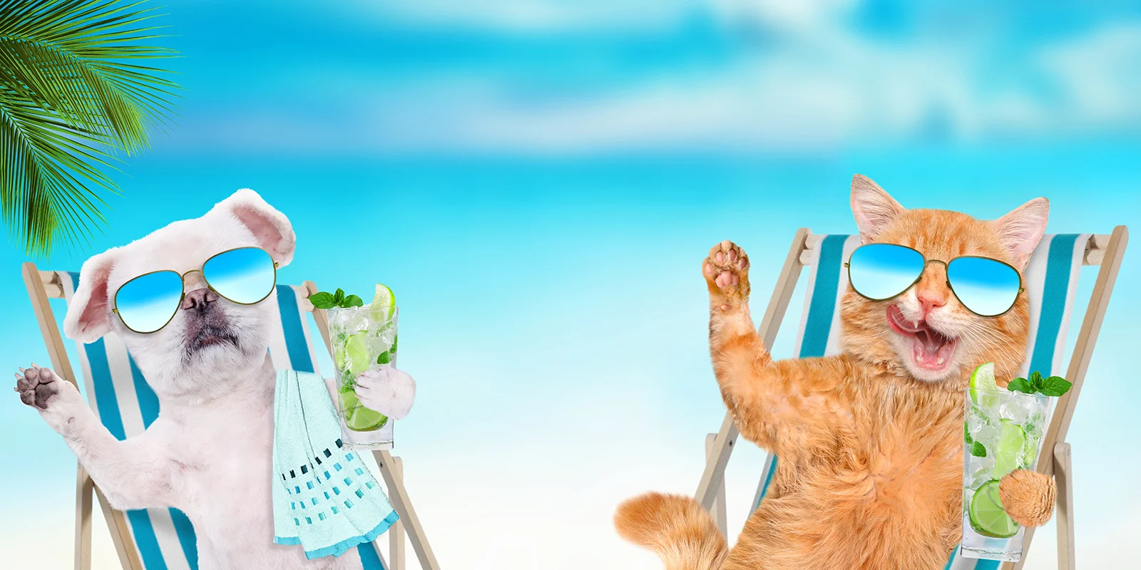 Restaurant Memes: Dogs, Cats, Heat, Picking Up Extra Days, and More!