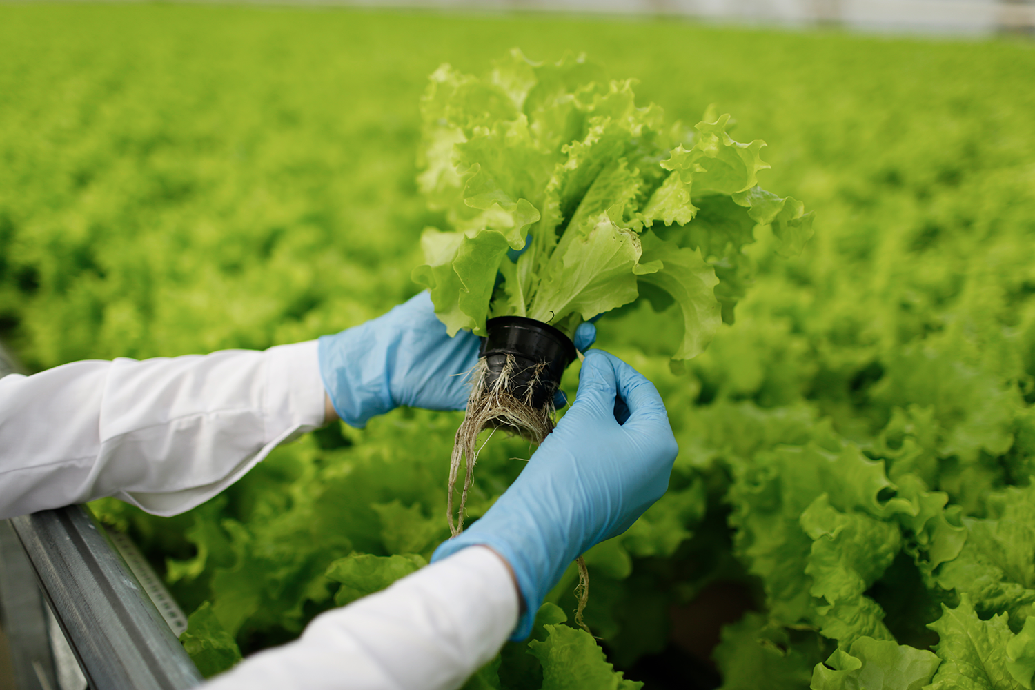 The Daily Rail: How Restaurants Can Be Vigilant with Food Safety