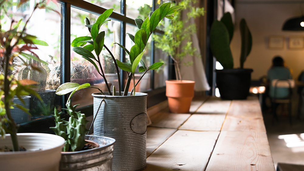 A selection of green plants in random pots sit at a window-side restaurant table. Guests eat in the background.