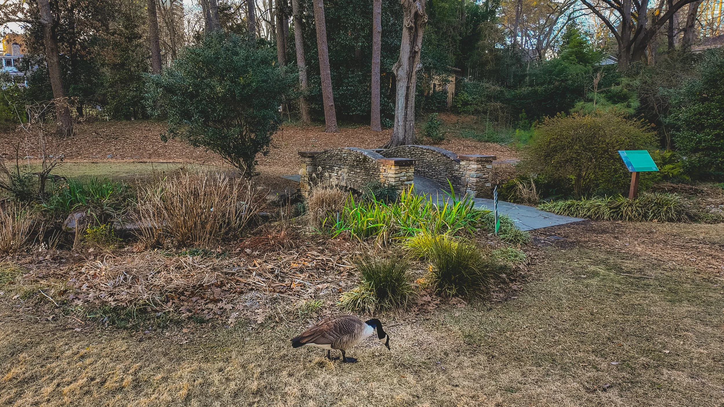 zzzz Duck Pond-1.jpg
