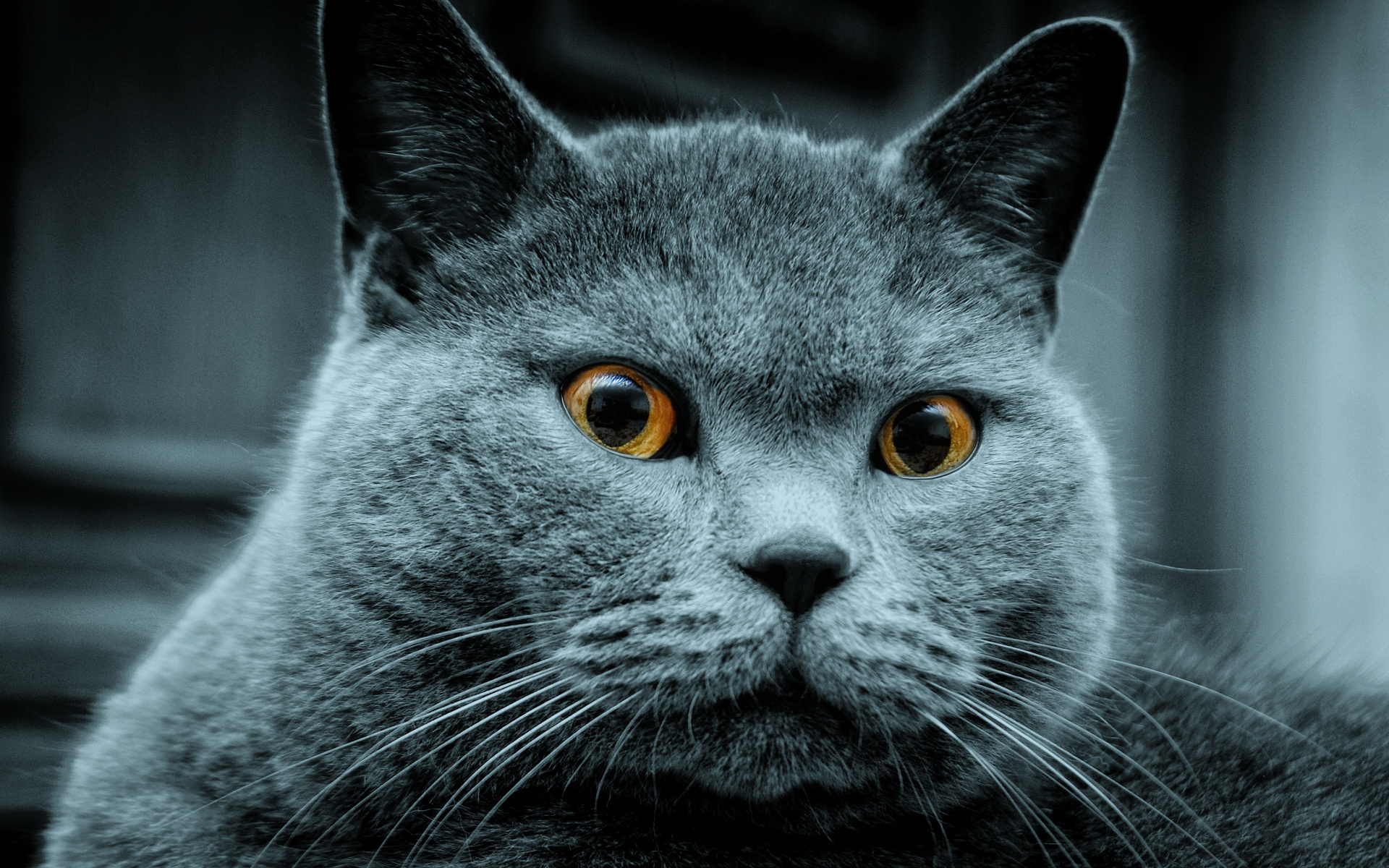 Russian-blue-cat.jpg