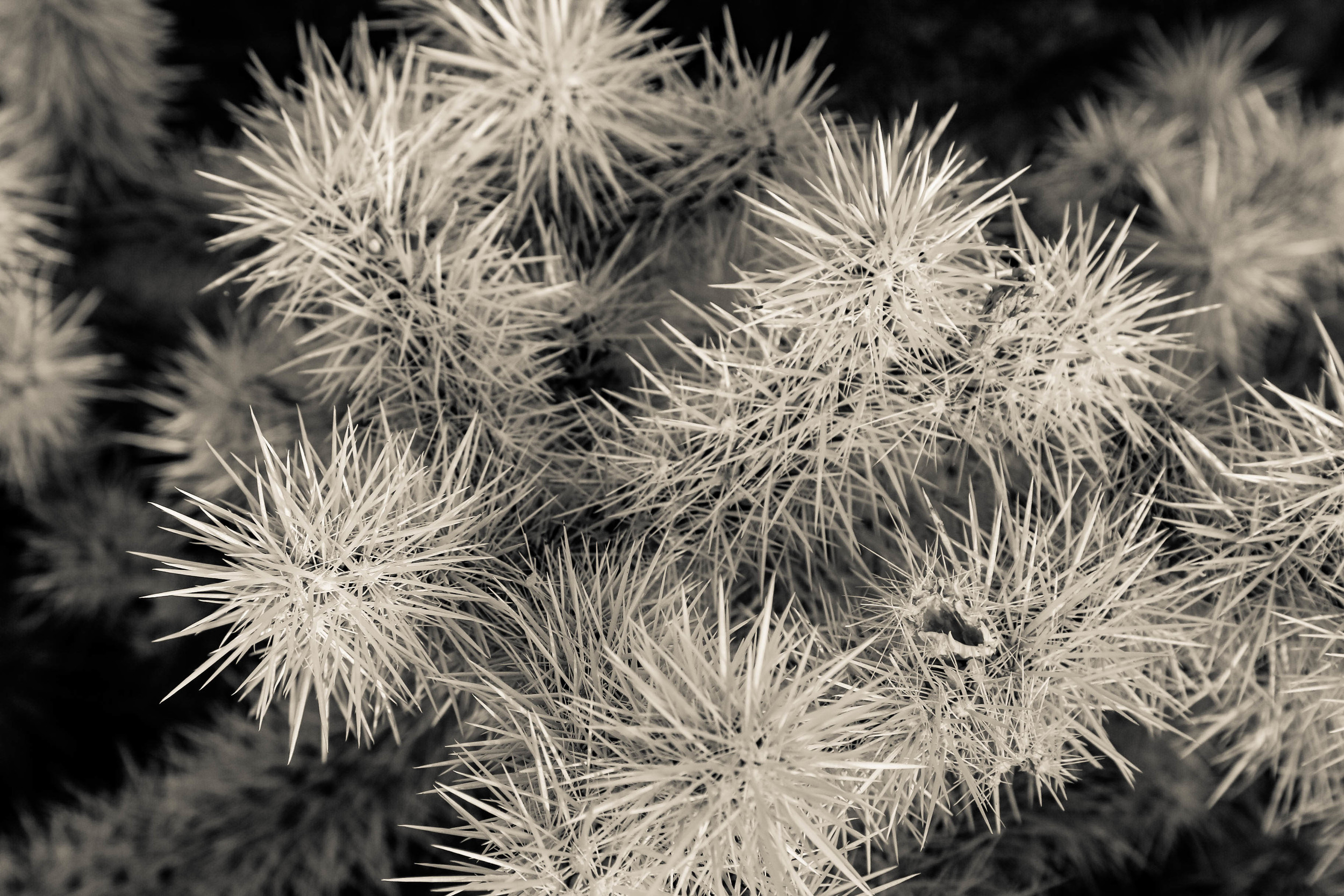 Be nice to the desert flowers 