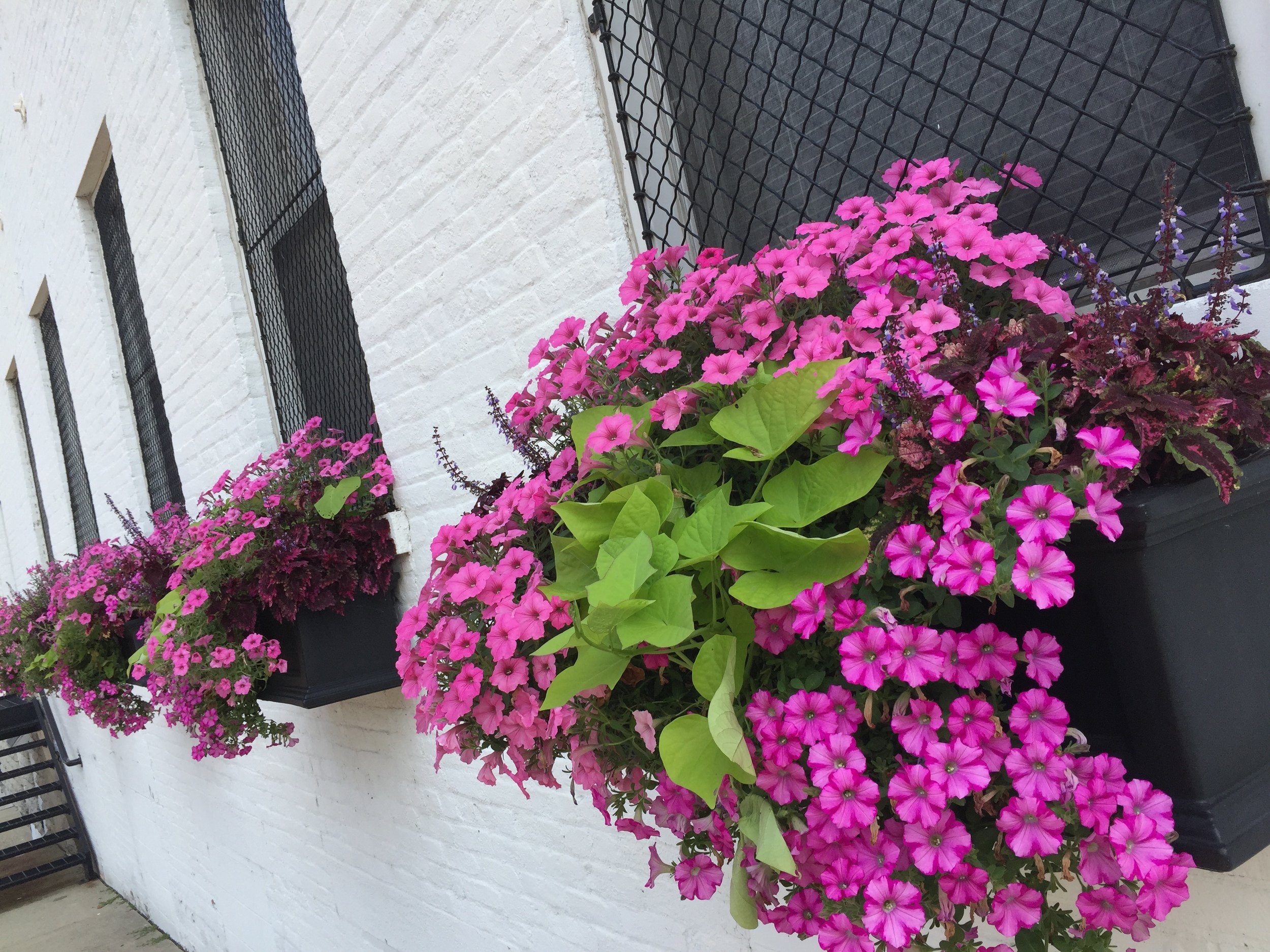 Downtown Hamilton in Spring