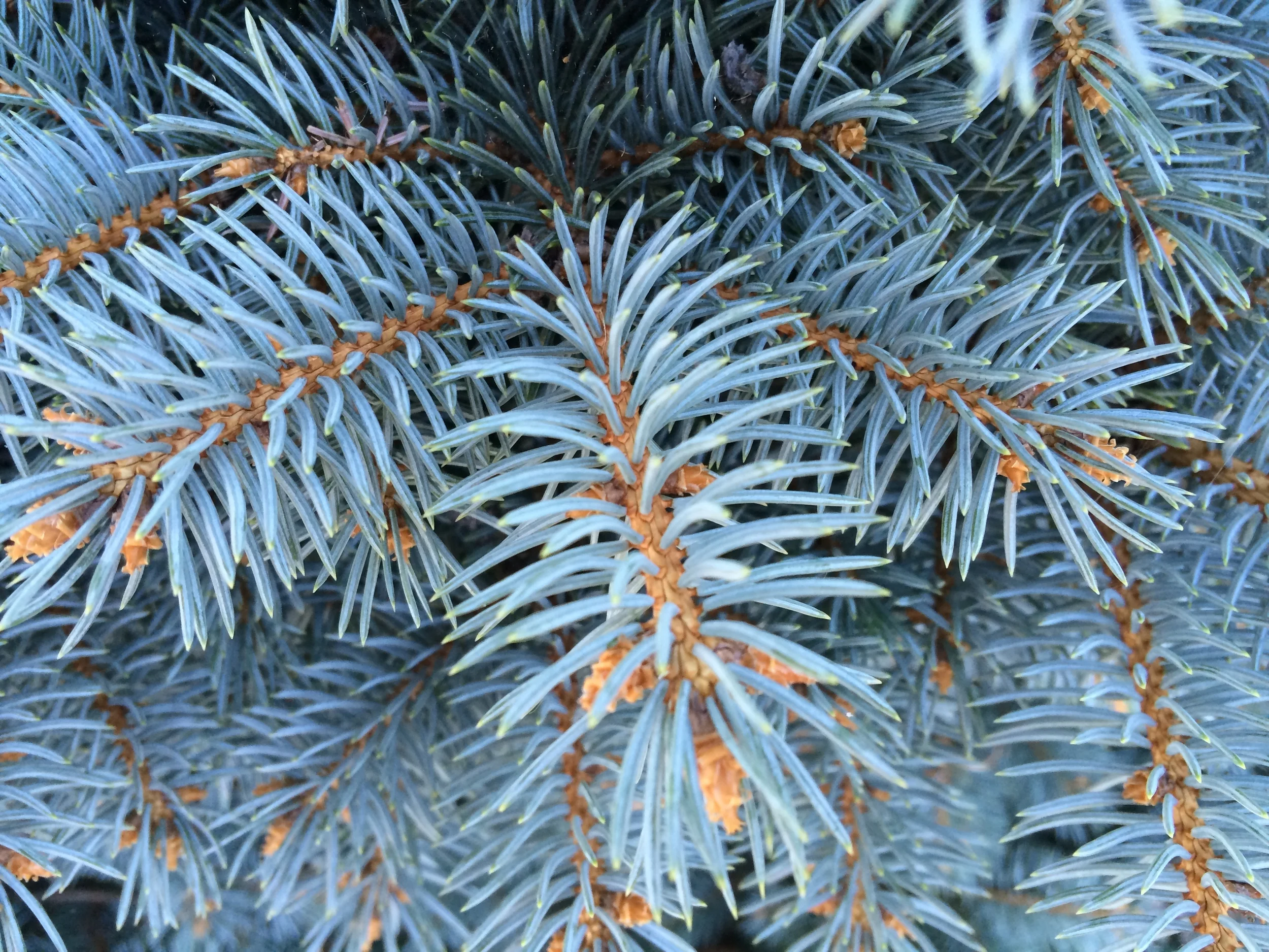 IMG_2528.JPG