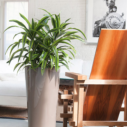 Dracaena Lemon Lime