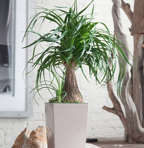 Ponytail Palm