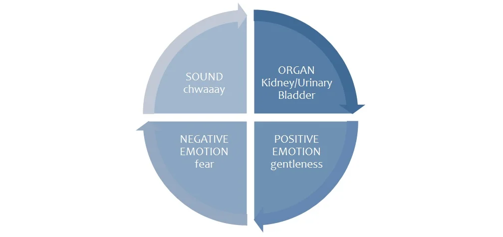 02_KIDNEY.jpg