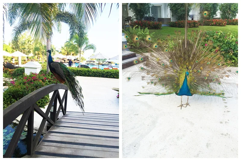 This peacock would scream every morning right about 6am! it sounded like he was saying "Help me" pretty funny. 