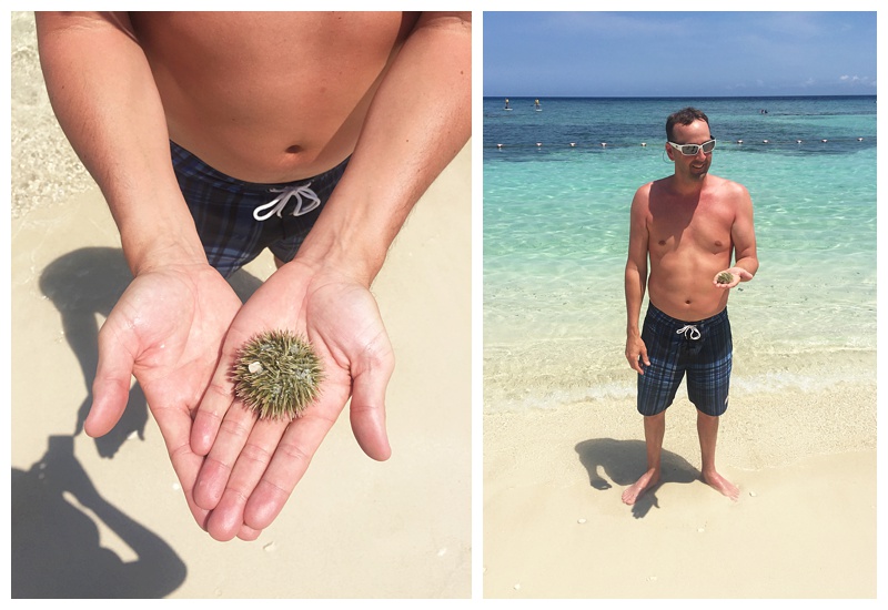 and a sea urchin!