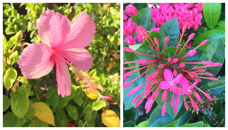 the flowers were gorgeous! wish id taken more pictures of them!