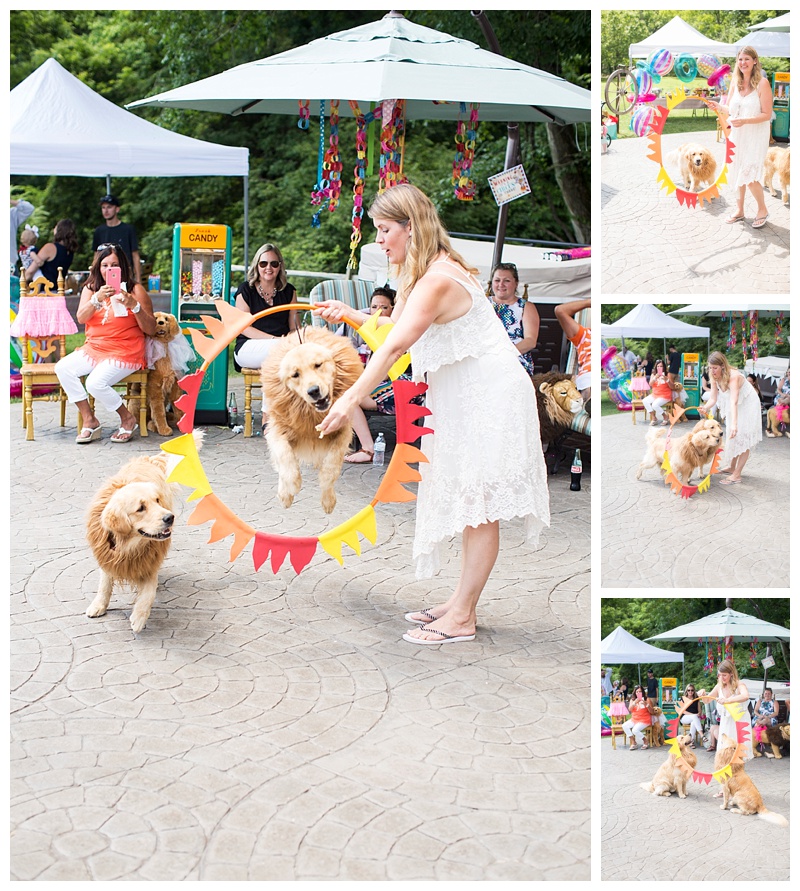 Karen our Lion tamer with Lion (bentley) and Lion (Romeo)