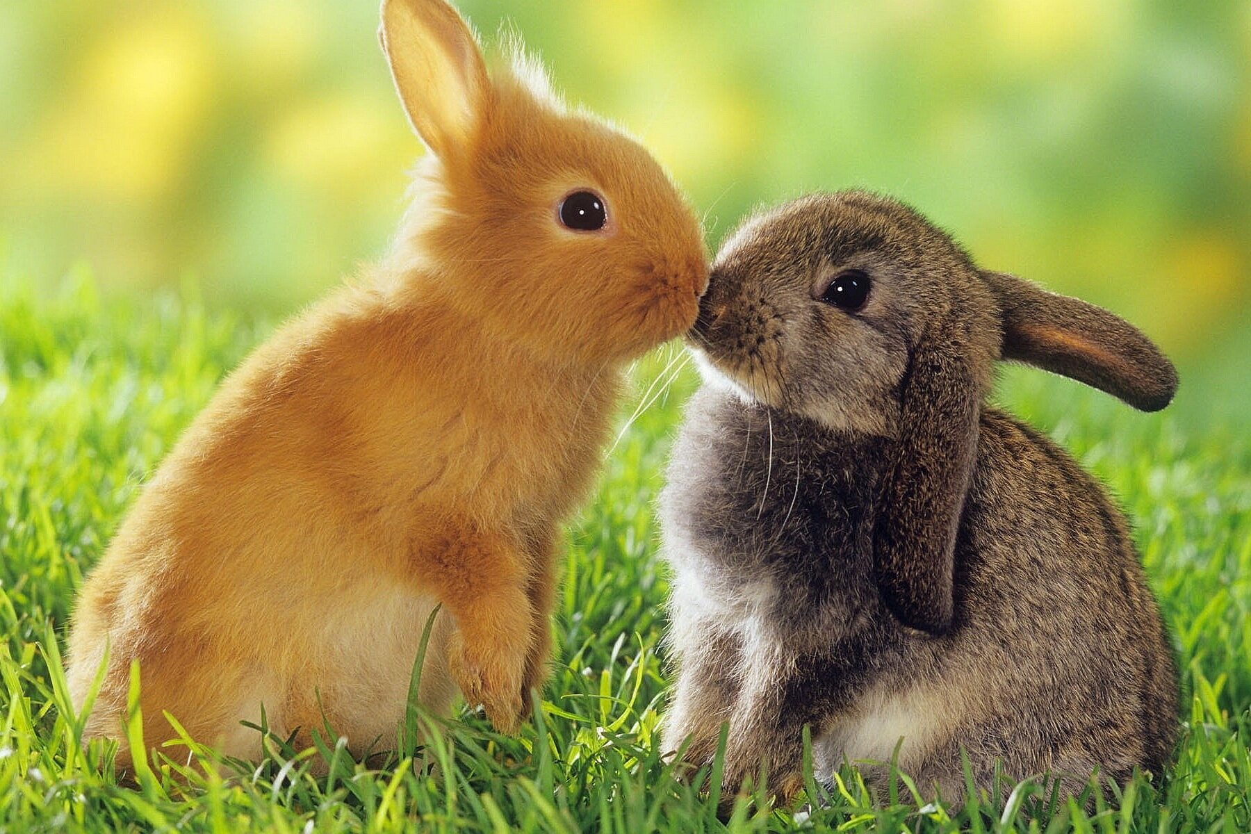 6909793-rabbits-kiss.jpg