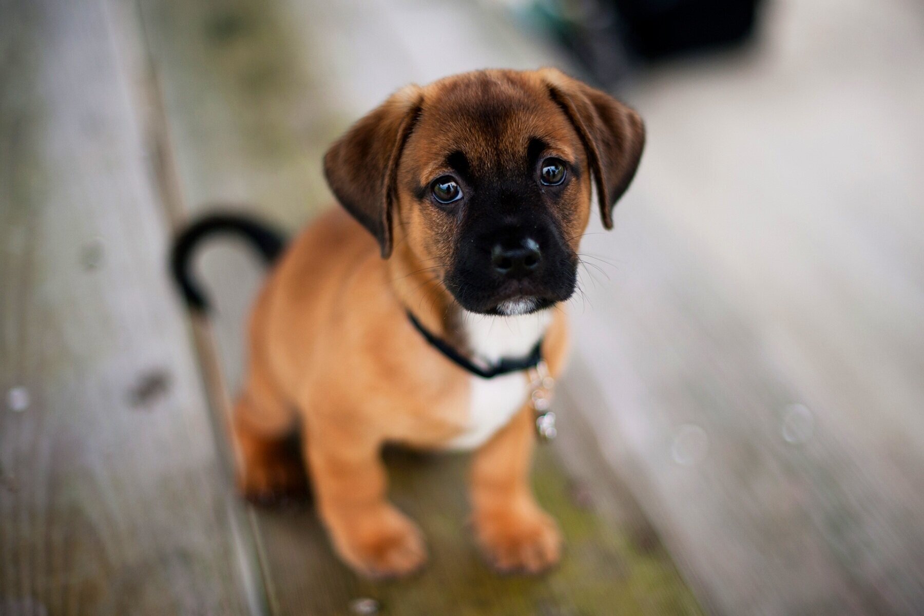 cute-dog-pup.jpg