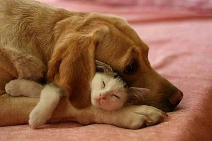 red lab hugging kitten.jpg